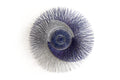 Wheat Circle Wall Art - Blue Eclipse