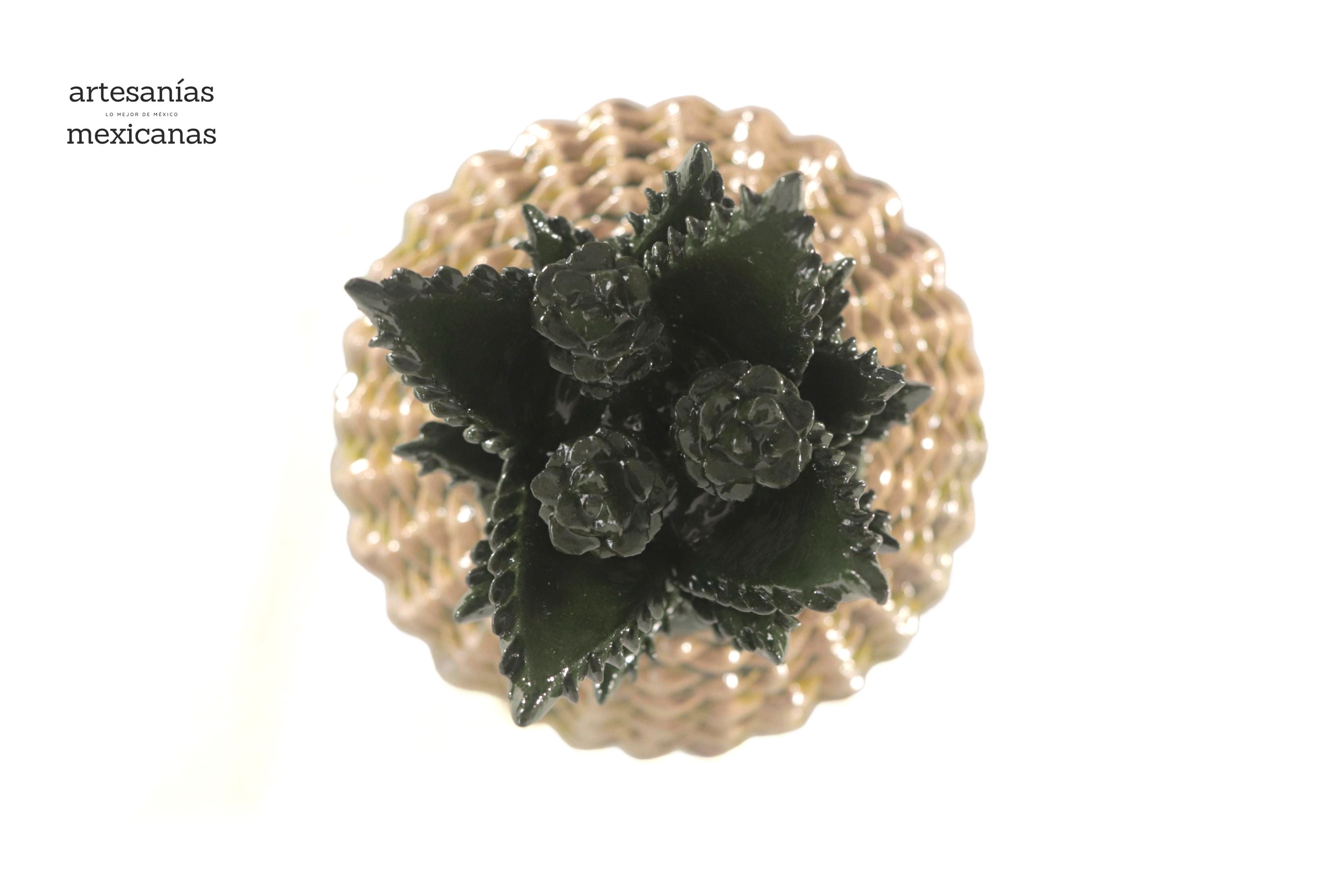 Pineapple of Agave Jimado - 20 in. Juan Gtz