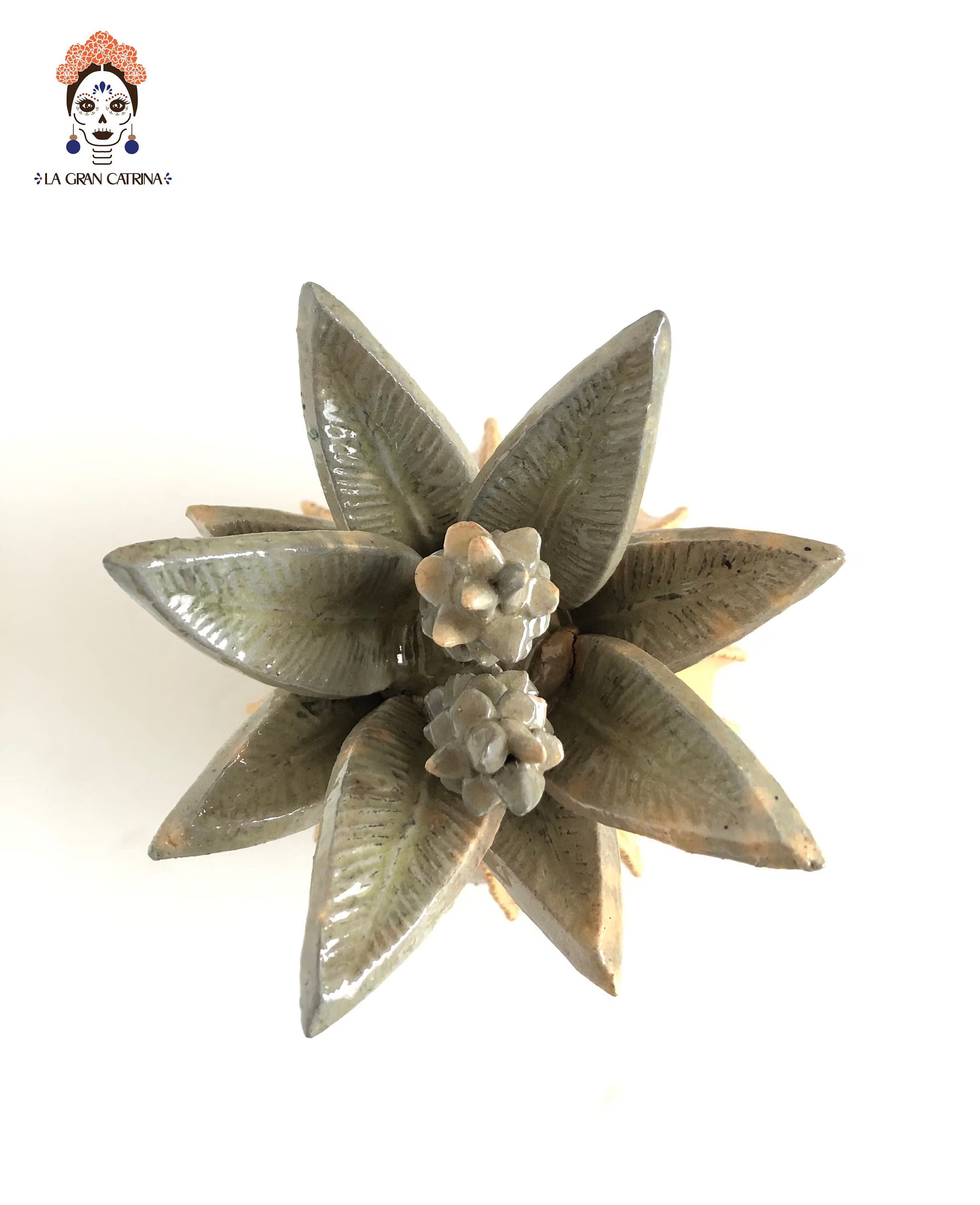 Michoacán Pineapple - Yellow Barrel Cactus - 15 in. Juan Gtz